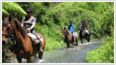 Adventurous Horse Riding on Tui Glen Farm,Bay of Plenty