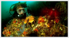 Dive White Island - world famous volcano scub dive in the Eastern Bay of Plenty.